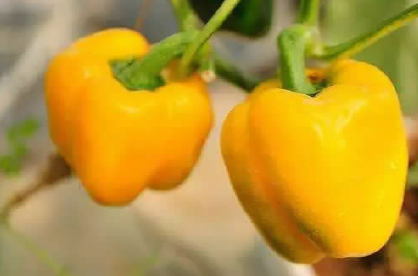 1652917458920859.png BaiduShurufa_2022-5-10_11-21-8.png