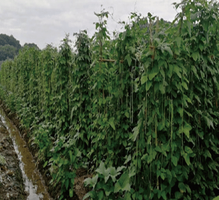 1667439738482212.png BaiduShurufa_2022-11-3_8-12-2.png